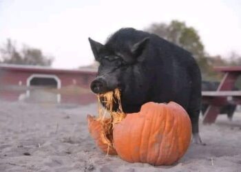 „Режимът на рушвета“ се разлага. От урсулите до жълтите павета – това е власт на упадъка. Влади Апостолов пред Катя Илиева ВИДЕО