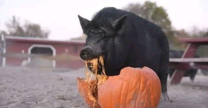 „Режимът на рушвета“ се разлага. От урсулите до жълтите павета – това е власт на упадъка. Влади Апостолов пред Катя Илиева ВИДЕО