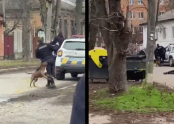 Храбро куче спаси стопанина си от копоите на Зеленски в Полтава ВИДЕО