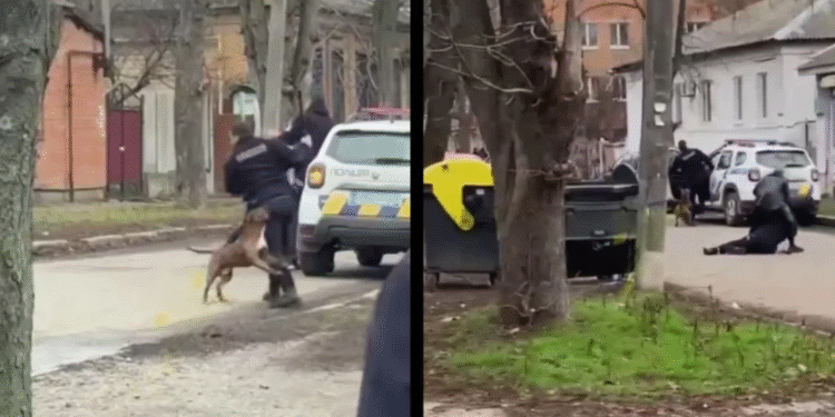 Храбро куче спаси стопанина си от копоите на Зеленски в Полтава ВИДЕО